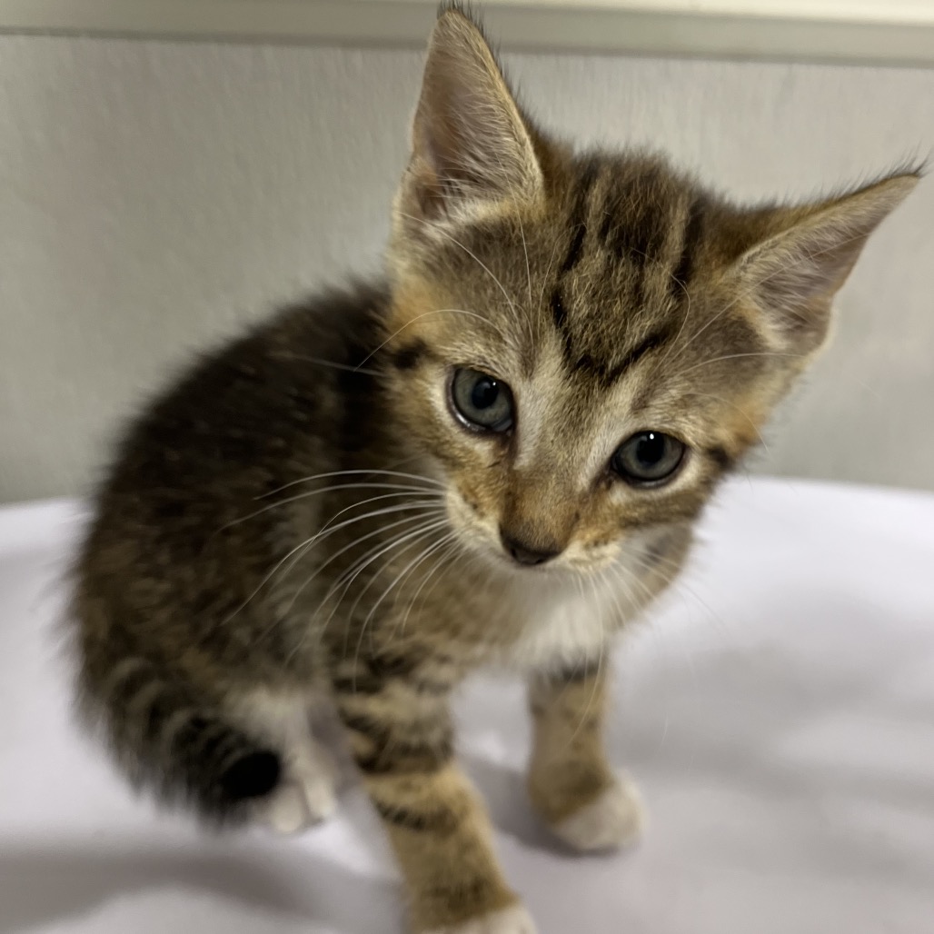 Shelter Stray Female Cat last seen , Tampa, FL 33607