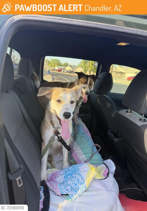 Found/Stray Female Dog last seen Shawnee dog park, Chandler, AZ 85224