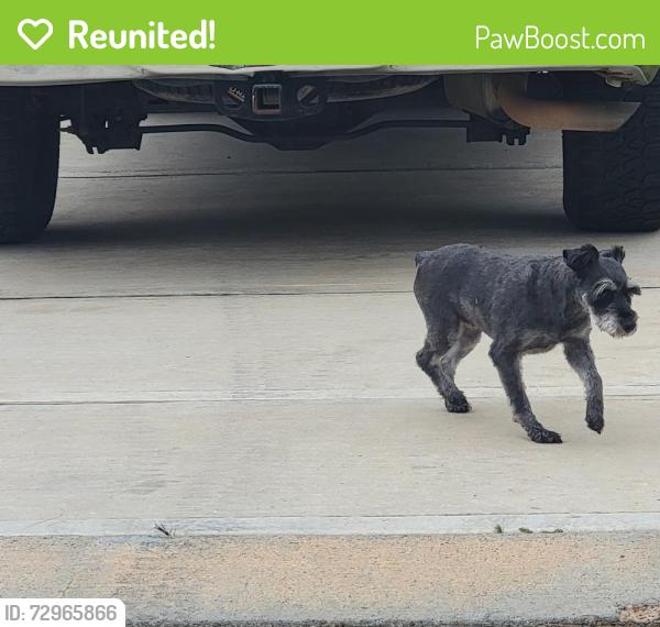 Reunited Female Dog last seen Paisley Harbor ct, Panorama Village, TX 77304
