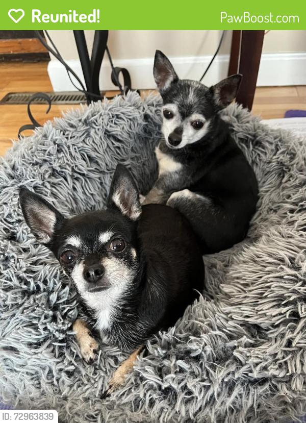 Reunited Female Dog last seen Cemetery , Duxbury, VT 05676