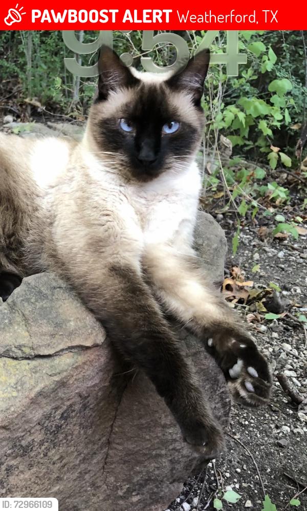 Lost Male Cat last seen Charles and Tiffany Trail in Weatherford, Weatherford, TX 76086
