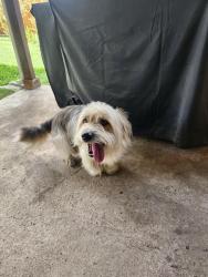 Found/Stray Male Dog last seen Near Edgecliff dr, Fort Worth, TX 76134