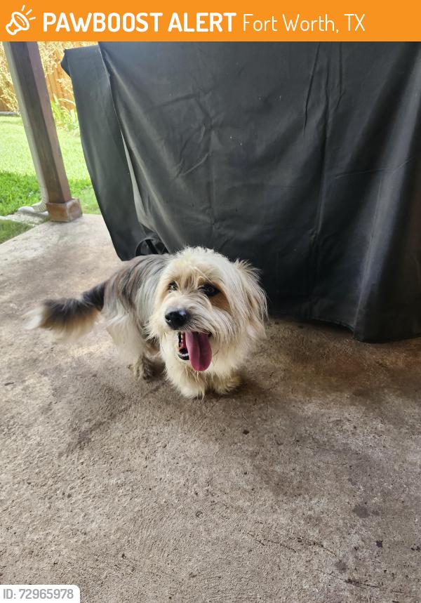 Found/Stray Male Dog last seen Near Edgecliff dr, Fort Worth, TX 76134