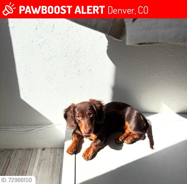 Lost Female Dog last seen 48th and perry, Denver, CO 80212