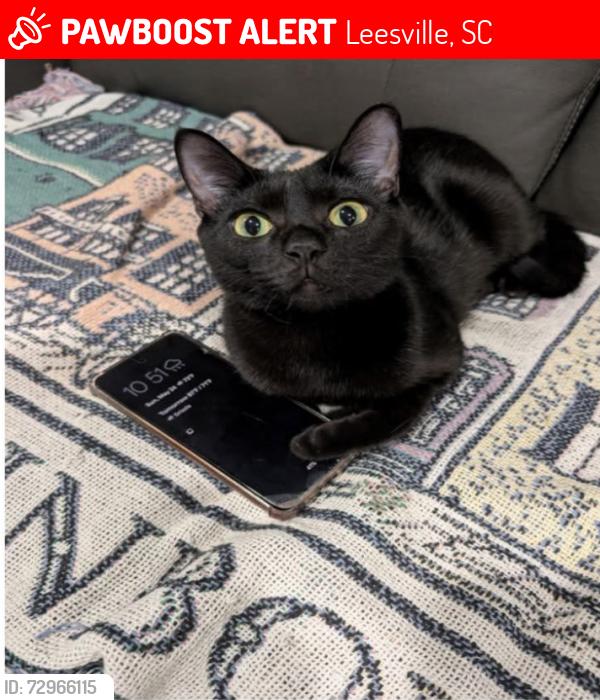 Lost Female Cat last seen Near Gant Mill Rd Pelion, SC, Leesville, SC 29070