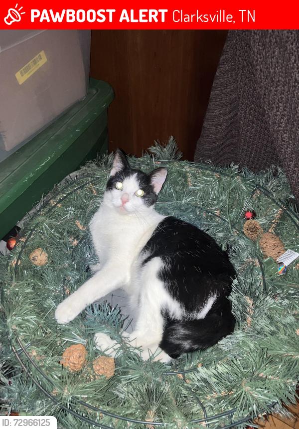 Lost Male Cat last seen Best western, Clarksville, TN 37040