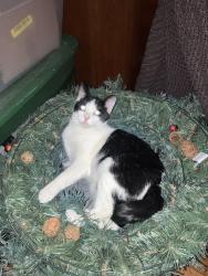 Lost Male Cat last seen Best western, Clarksville, TN 37040