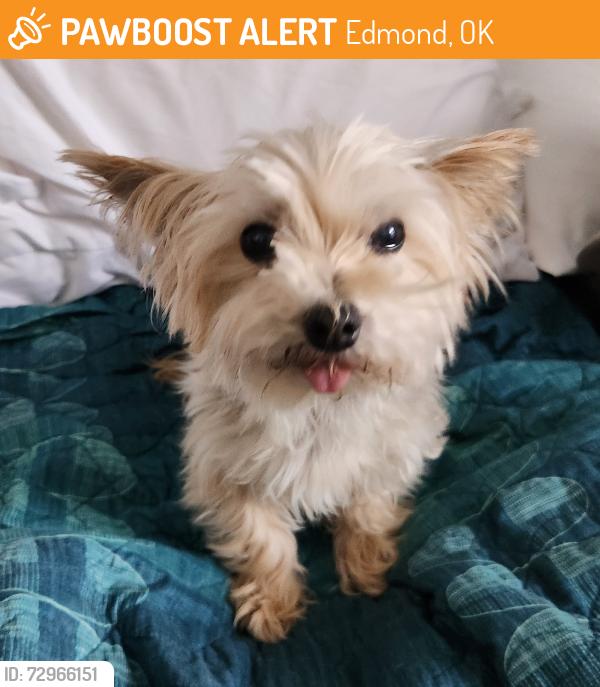 Found/Stray Female Dog last seen Edmond Road and Santa Fe, Edmond, OK 73003