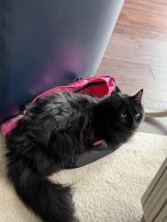 Lost Male Cat last seen Bowes street, rolling ridge, Elgin Illinois , Elgin, IL 60124