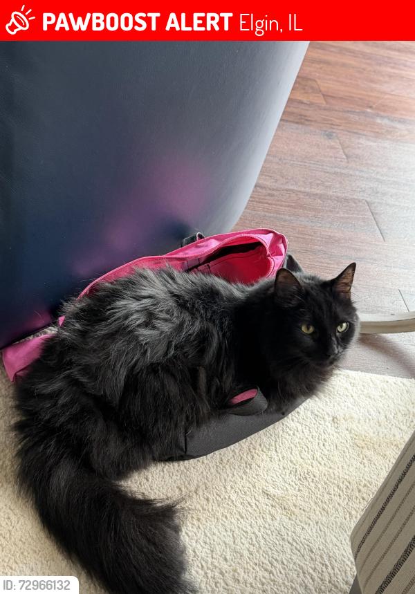 Lost Male Cat last seen Bowes street, rolling ridge, Elgin Illinois , Elgin, IL 60124