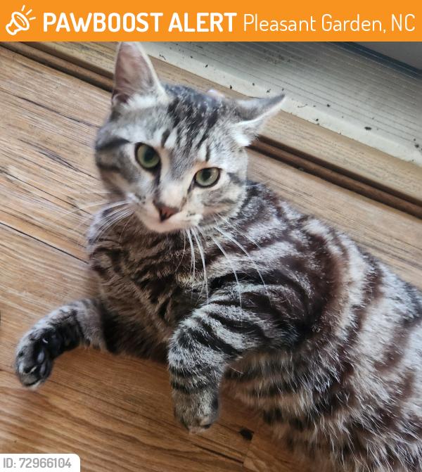 Found/Stray Male Cat last seen Tabernacle church rd., Pleasant Garden, NC 27313