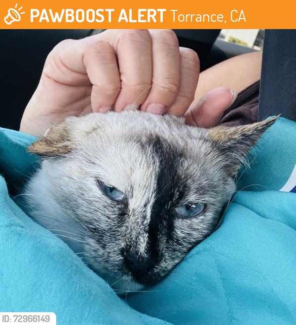 Found/Stray Female Cat last seen Sepulveda and Maple, Torrance, CA 90505