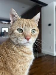 Lost Male Cat last seen Bronson St Ada, Forest Hills, MI 49301