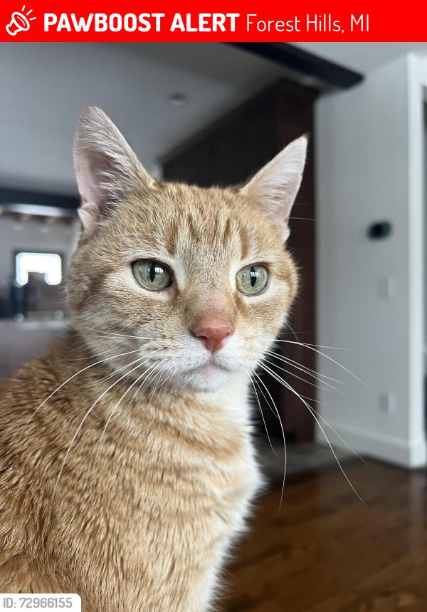Lost Male Cat last seen Bronson St Ada, Forest Hills, MI 49301