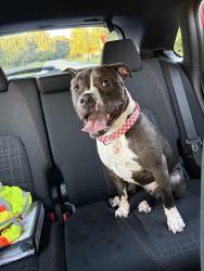 Found/Stray Female Dog last seen Off Shanon road, Walnut Grove, GA 30052