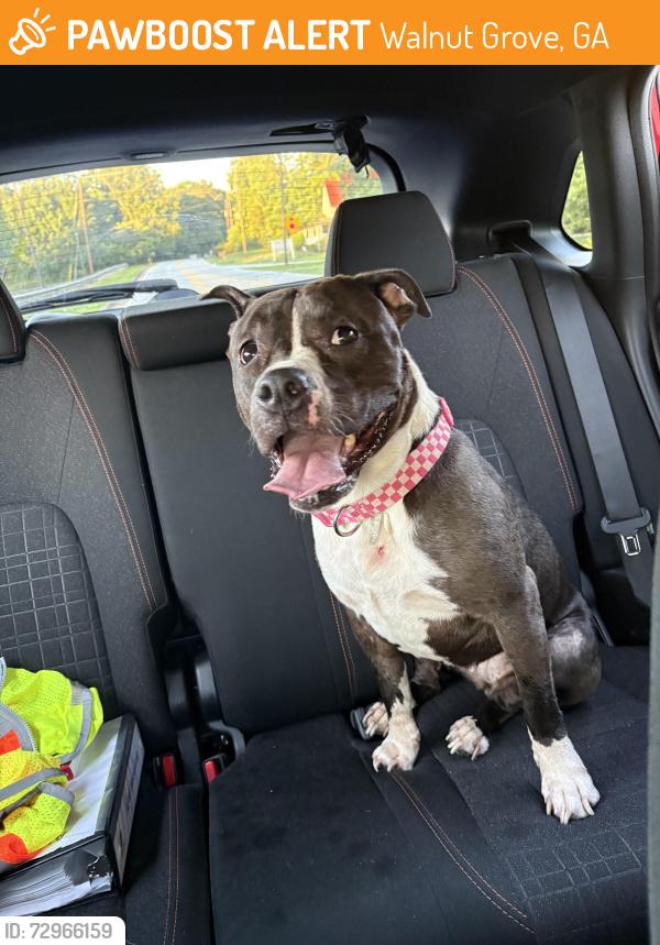 Found/Stray Female Dog last seen Off Shanon road, Walnut Grove, GA 30052