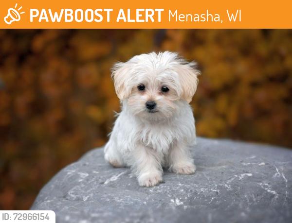 Found/Stray Unknown Dog last seen Near Carver Ln & Seventh St in Menasha, Menasha, WI 54952