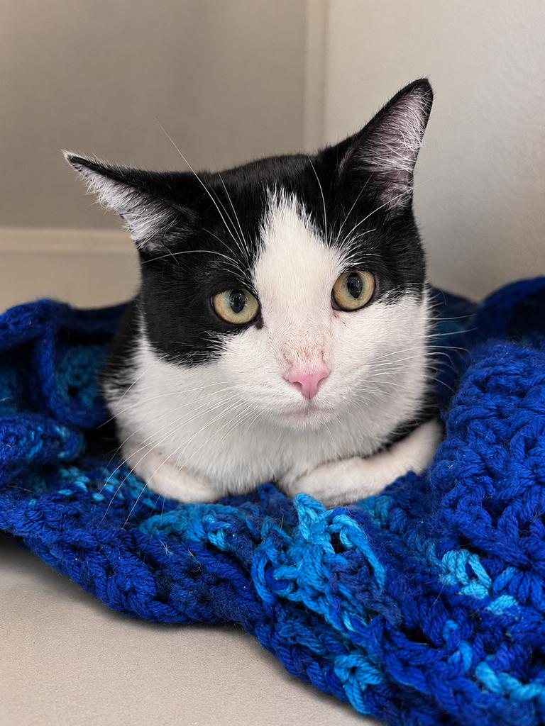 Shelter Stray Male Cat last seen , 593 Fairview Ave N, St Paul, MN 55104, USA
