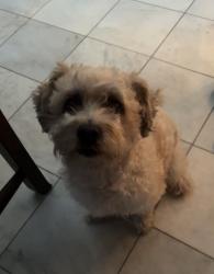 Lost Male Dog last seen Country place dr, Houston, TX 77079