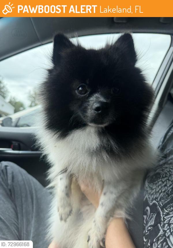 Found/Stray Male Dog last seen lakeland, Lakeland, FL 33801