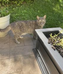 Lost Female Cat last seen Lake Tree Ln, Crozet, VA, 22932, Crozet, VA 22932