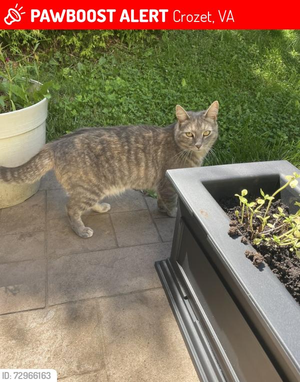 Lost Female Cat last seen Lake Tree Ln, Crozet, VA, 22932, Crozet, VA 22932