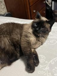 Lost Female Cat last seen Near intersection of Charlotte pike and Sawyer Brown Rd., Nashville, TN 37209