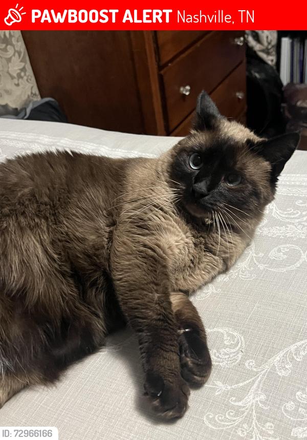 Lost Female Cat last seen Near intersection of Charlotte pike and Sawyer Brown Rd., Nashville, TN 37209