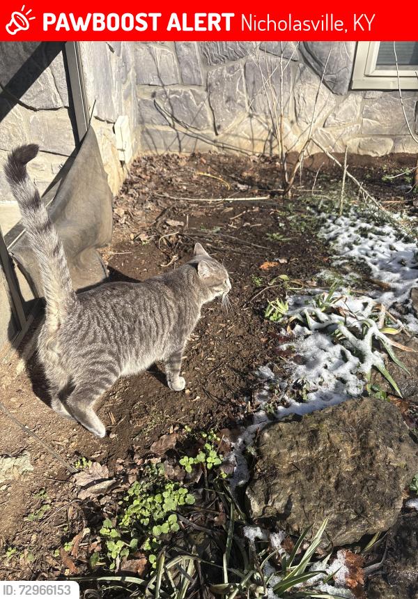 Lost Male Cat last seen Behind Southland Christian Church, Nicholasville, KY 40356