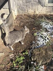 Lost Male Cat last seen Behind Southland Christian Church, Nicholasville, KY 40356