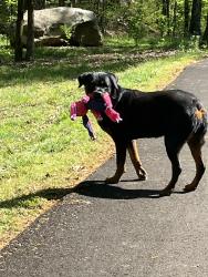 Lost Female Dog last seen Hwy 280 onto Hwy 43, go 2 miles, turn Left onto Mountain Oaks Dr., Sterrett, AL 35147