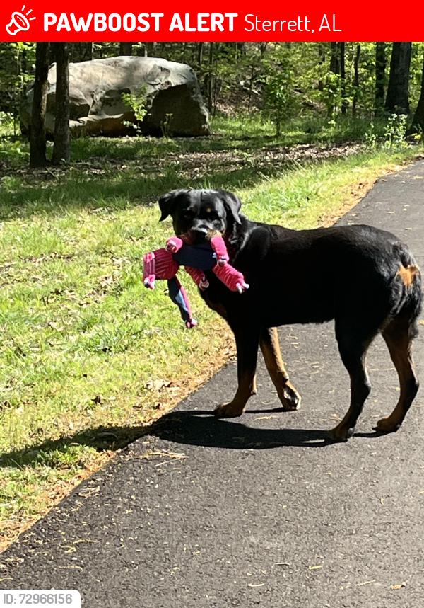 Lost Female Dog last seen Hwy 280 onto Hwy 43, go 2 miles, turn Left onto Mountain Oaks Dr., Sterrett, AL 35147