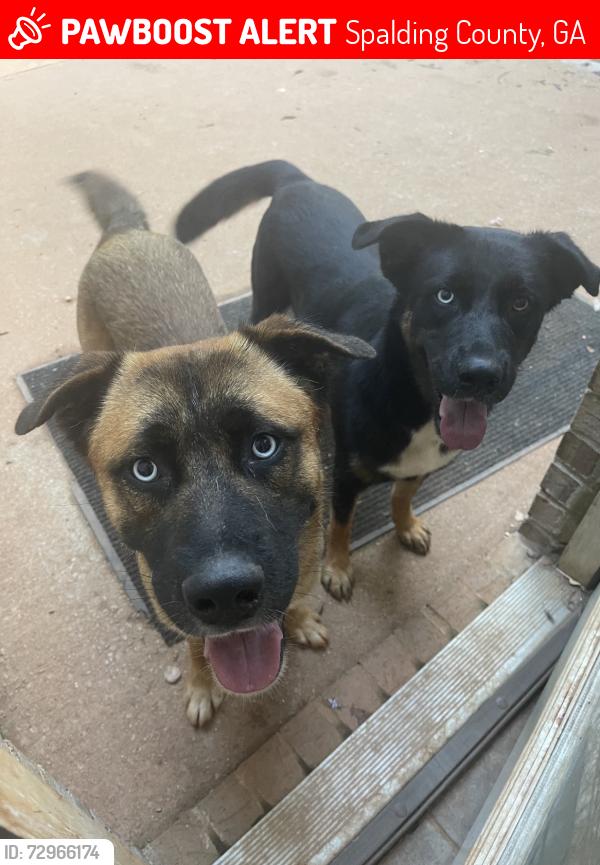 Lost Unknown Dog last seen Hamil rd Griffin ga 30223, Spalding County, GA 30223