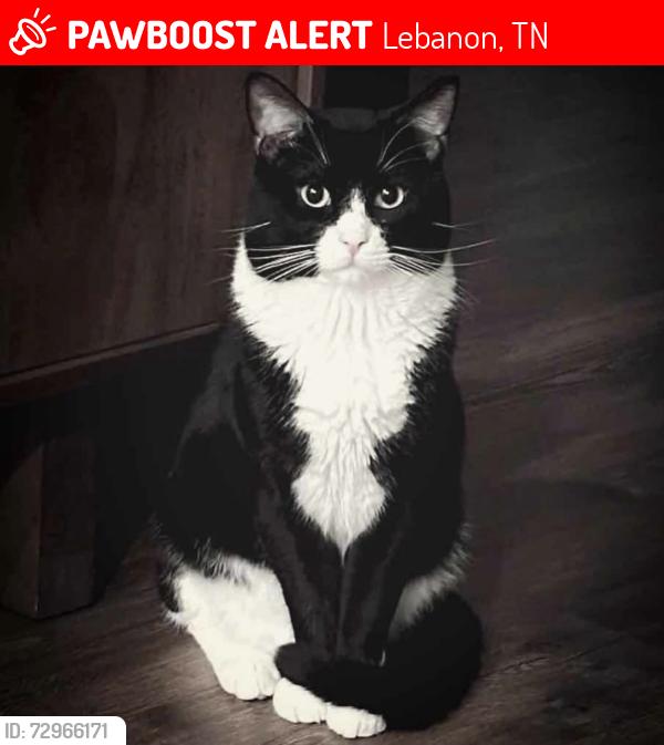 Lost Male Cat last seen Short hair tuxedo , Lebanon, TN 37087