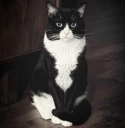 Lost Male Cat last seen Short hair tuxedo, Lebanon, TN 37087