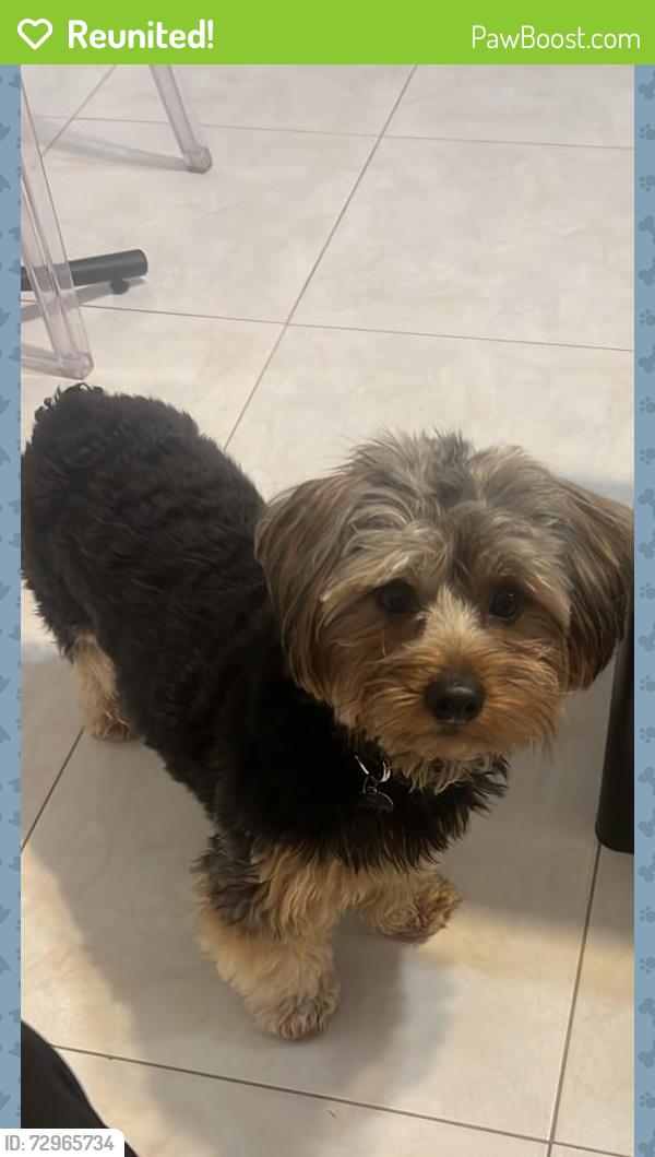 Reunited Male Dog last seen Near sw 107 ave, Miami, FL 33173