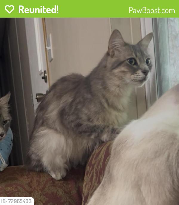 Reunited Male Cat last seen Long street , Willis, TX 77318