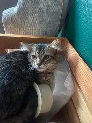 Lost Male Cat last seen Optimist Park in Tempe, Tempe, AZ 85283