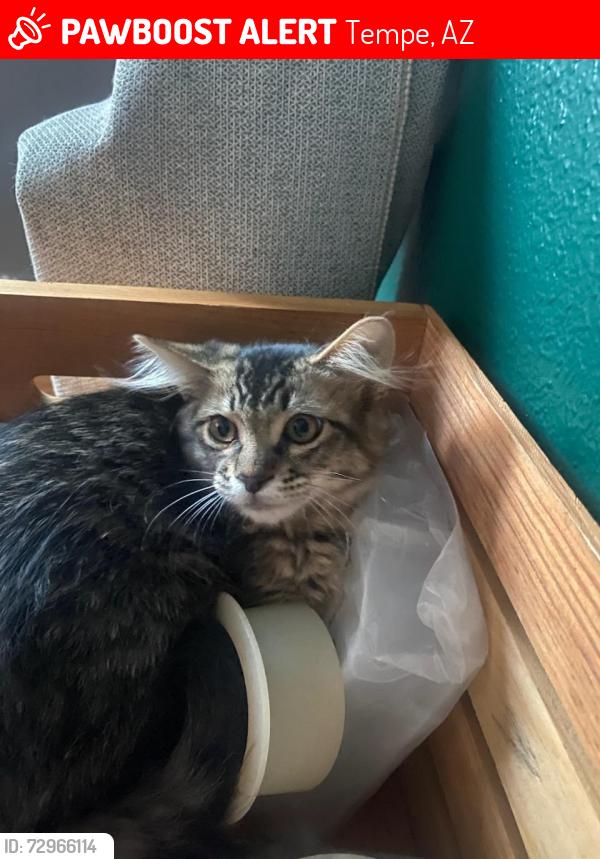 Lost Male Cat last seen Optimist Park in Tempe, Tempe, AZ 85283