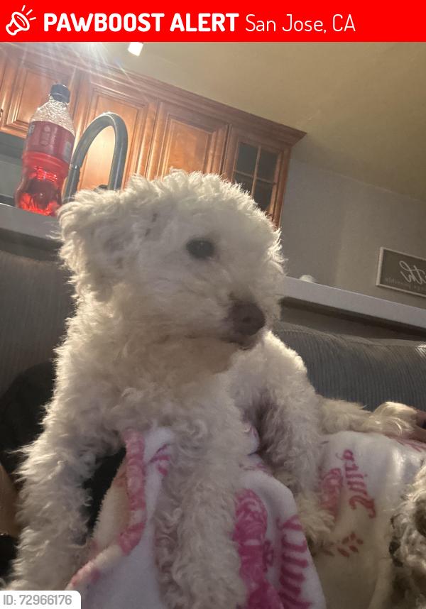 Lost Female Dog last seen near our apmts , San Jose, CA 95123