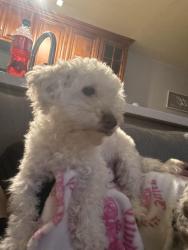 Lost Female Dog last seen near our apmts , San Jose, CA 95123
