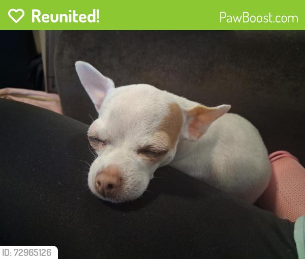 Reunited Female Dog last seen Boulder highway, Russell , Las Vegas, NV 89122