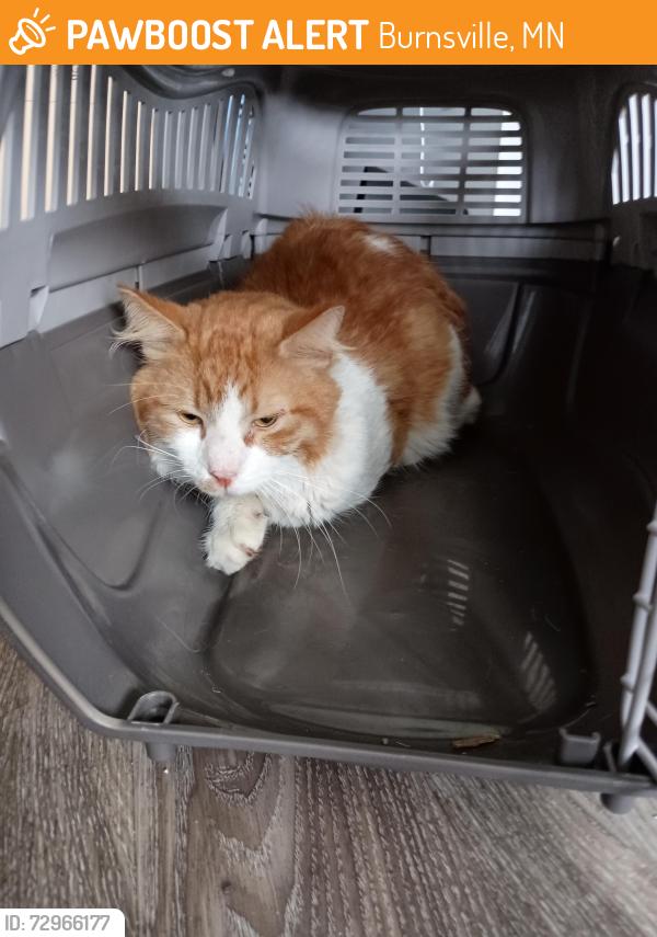 Found/Stray Male Cat last seen Intersection of Nicollet Ave and Highway 13, Burnsville, MN 55337