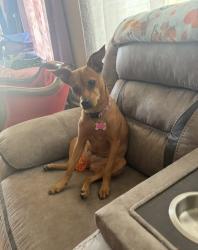 Lost Female Dog last seen Judson Rs , San Antonio, TX 78233