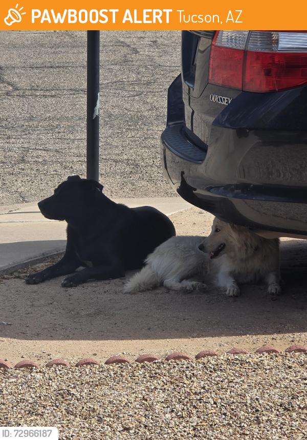 Found/Stray Unknown Dog last seen 29th & Craycroft , Tucson, AZ 85711