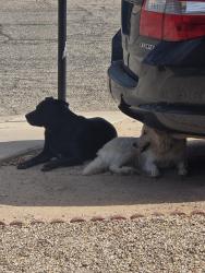 Found/Stray Unknown Dog last seen 29th & Craycroft , Tucson, AZ 85711