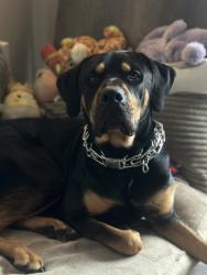 Lost Male Dog last seen Plymouth, Amador County, CA 95665