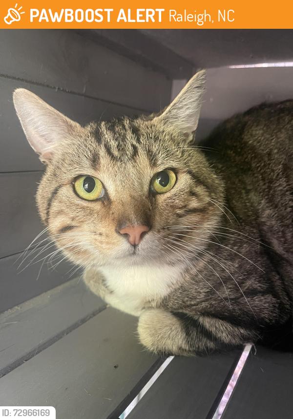 Found/Stray Male Cat last seen Blount and Hammond streets, Raleigh, NC 27601