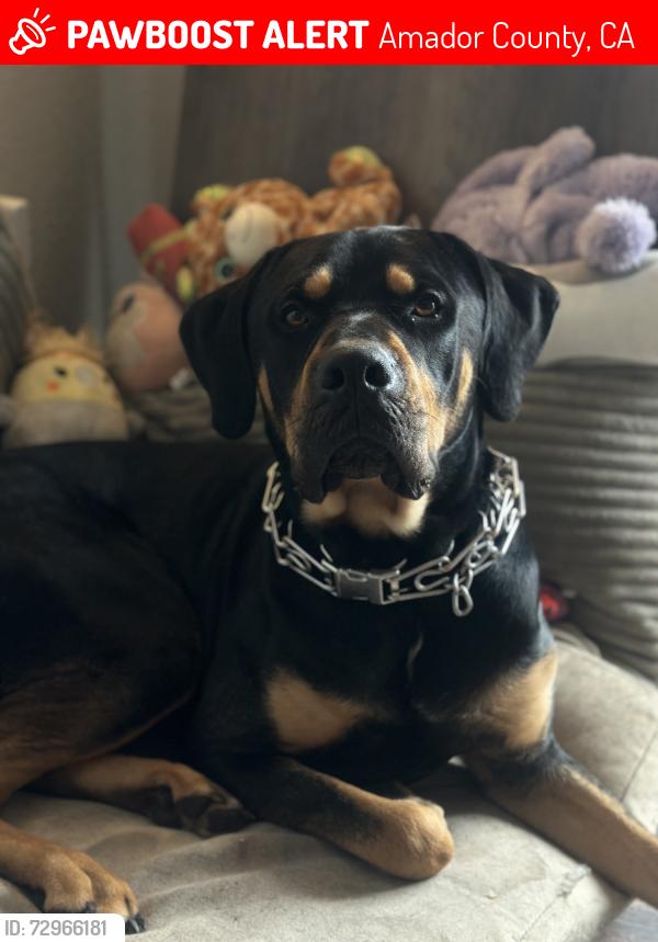 Lost Male Dog last seen Plymouth, Amador County, CA 95665