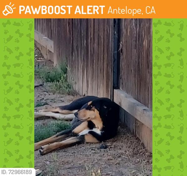 Found/Stray Female Dog last seen Antelope and walerga, Antelope, CA 95843